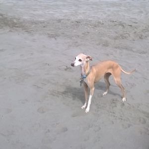 Meet your Posher, Susan